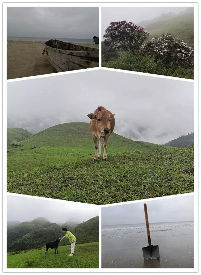 5月1日，陽西藍(lán)袍藍(lán)看海，陽春雞籠頂?shù)巧劫p高山杜鵑