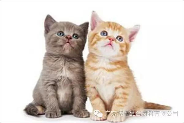 白貓黑貓，抓住老鼠就是好貓